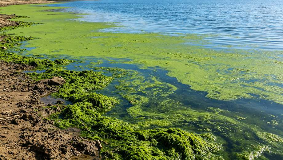 Lake water covered with dense green algae bloom, eutrophication water pollution treatment case